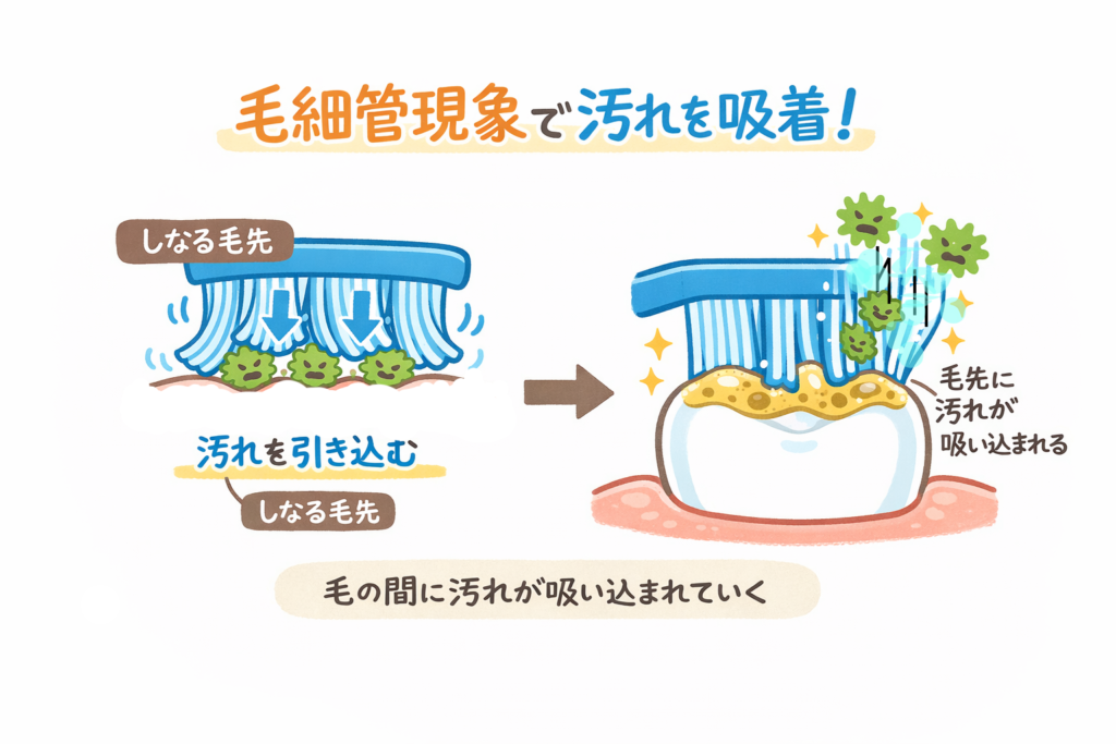 歯ブラシの毛先の役目「毛細管現象」をわかりやすく表記したイラスト画像